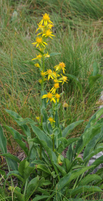 Solidago virgaurea subsp. minuta.jpg