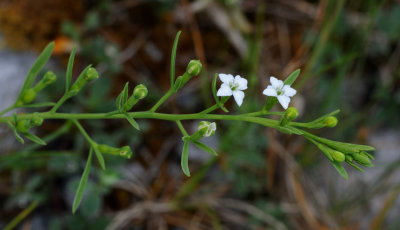 Thesium alpinum. Closer.jpg