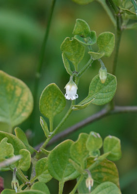 Salpichroa origanifolia.2.jpg