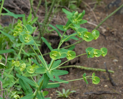 Euphorbia azorica. Closer.2.jpg