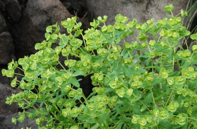 Euphorbia azorica. Closer.3.jpg