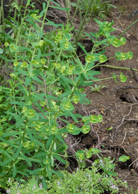 Euphorbia azorica. Closer.jpg