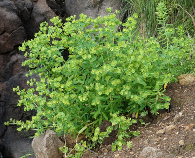 Euphorbia azorica.2.jpg