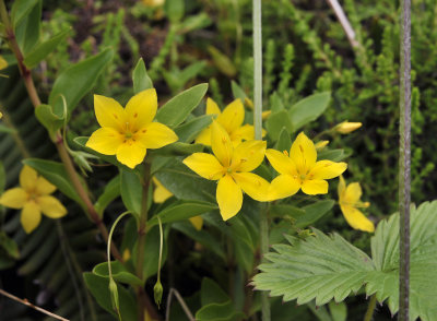 Lysimachia azorica.jpg