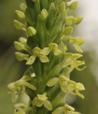 Platanthera micrantha. close-up.jpg