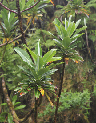 Euphorbia stygana. Foliage.jpg
