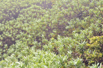 Euphorbia stygana.2.jpg