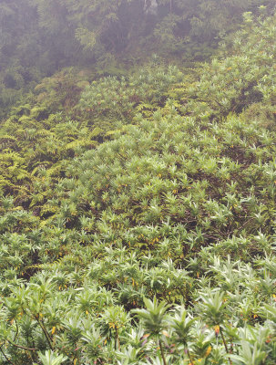 Euphorbia stygana.jpg