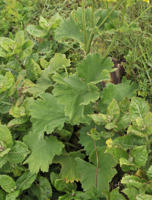 Ranunculus cortusifolius. Foliage.jpg
