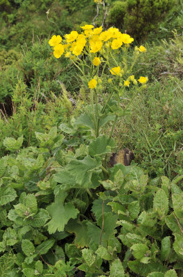 Ranunculus cortusifolius.jpg