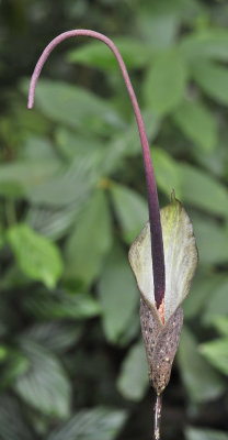 Amorphophallus ranchanensis. Closer.jpg
