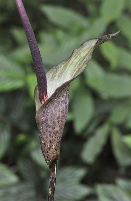 Amorphophallus ranchanensis. Close-up side.jpg