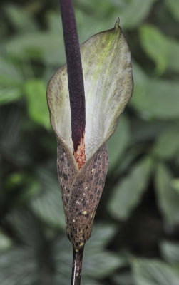 Amorphophallus ranchanensis. Close-up.jpg