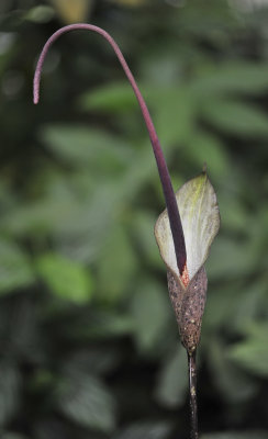 Amorphophallus ranchanensis. Closer.2.jpg