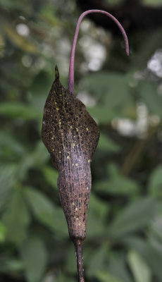 Amorphophallus ranchanensis. Close-up behind.jpg