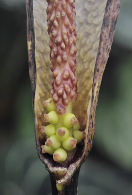 Amorphophallus ranchanensis. Close-up flowers.2.jpg