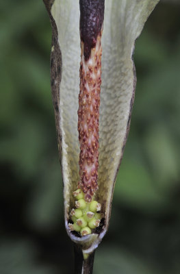 Amorphophallus ranchanensis. Close-up flowers.jpg