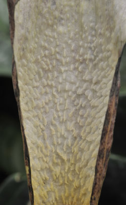 Amorphophallus ranchanensis. Structure of spatha.jpg