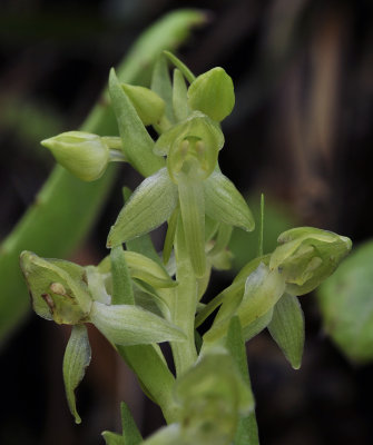 Platanthera azorica. Closer.2.jpg