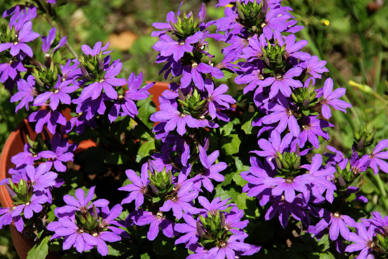 Home-Garden_2-4-2020 (38).JPG