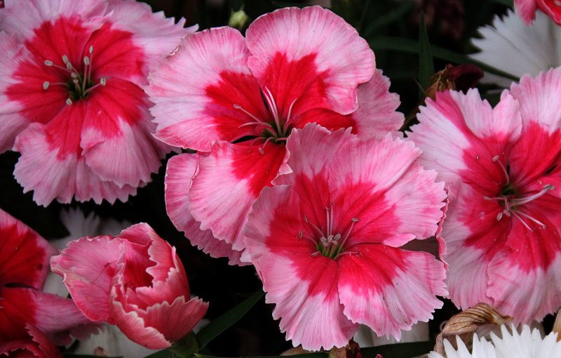 Home-Garden_15-4-2020 (58).JPG