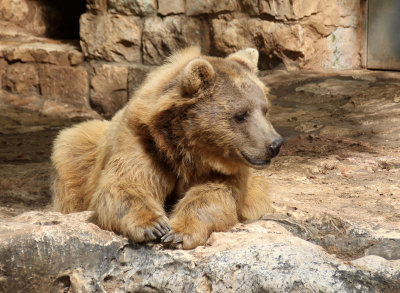 Haifa-zoo_26-5-2019 (113).JPG