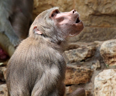 Haifa-zoo_26-5-2019 (56).JPG