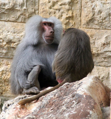 Haifa-zoo_26-5-2019 (55).JPG