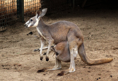 Haifa-zoo_26-5-2019 (120).JPG