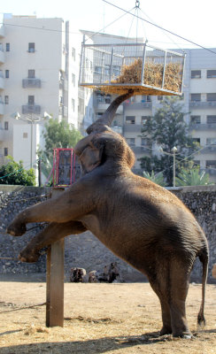 Kiryat-Motskun-Zoo_13-2-2020 (129).JPG