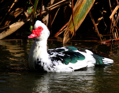 Kiryat-Motskun-Zoo_13-2-2020 (178).JPG