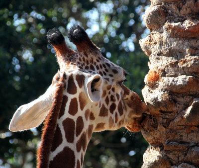 Kiryat-Motskin-Zoo_13-2-2020 (271).JPG