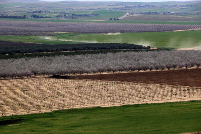 Tel-Arad_27-2-2020 (43).JPG