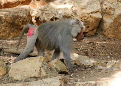 Haifa-zoo_26-5-2019 (54).JPG