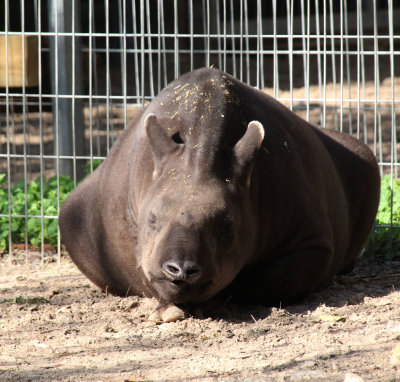 Kiryat-Motskin-Zoo_13-2-2020 (333).JPG