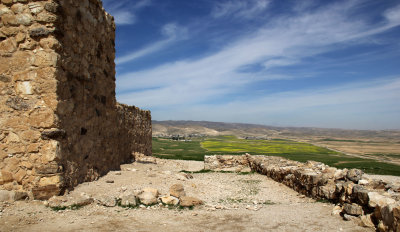 Tel-Arad_27-2-2020 (56).JPG