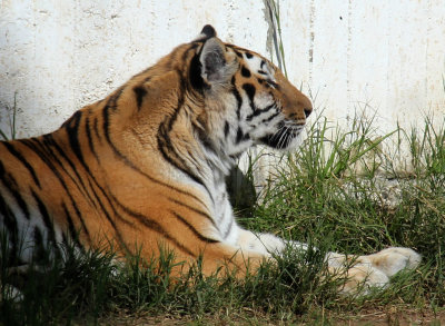 Kiryat-Motskin-Zoo_13-2-2020 (303).JPG