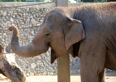 Kiryat-Motskin-Zoo_13-2-2020 (287).JPG