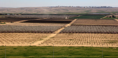 Tel-Arad_27-2-2020 (37).JPG