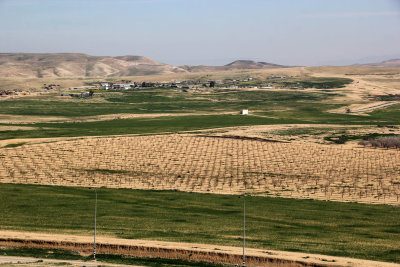 Tel-Arad_27-2-2020 (50).JPG