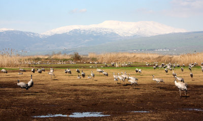 Agamon-Hahula_5-3-2012 (173).JPG