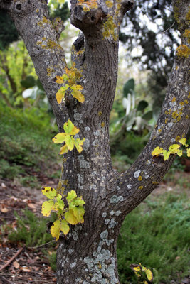 Karmiel_7-11-2020 (43).JPG
