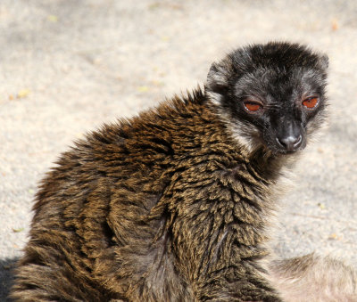 Kiryat-Motskin-Zoo_13-2-2020 (232).JPG