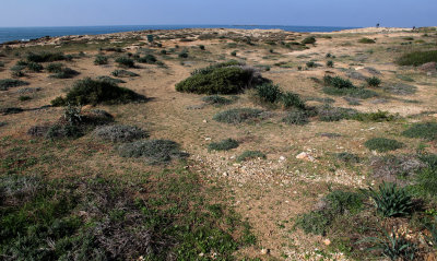 Ahziv_18-12-2020 (89).JPG