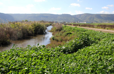 Agamon-Hahula_5-3-2021 (77).JPG
