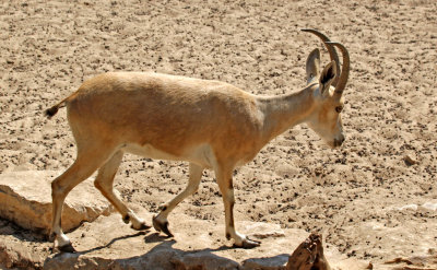 Kiryat-Motskin-Zoo_24-6-2021 (92).JPG