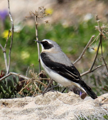 Ahziv_28-3-2022 (24).JPG