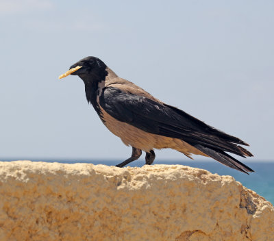 Nahariya_2-6-2022 (26).JPG