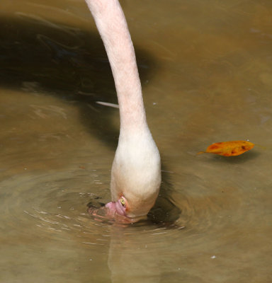 Kiryat-Motskin-Zoo_24-6-2021 (75).JPG