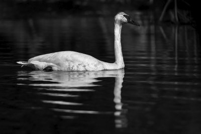 Mono Swan